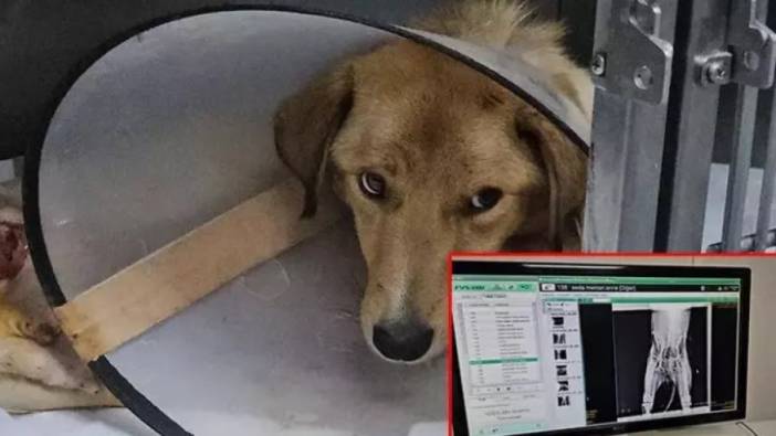 Bartın'da dehşet: Hamile köpek pompalı tüfekle vuruldu