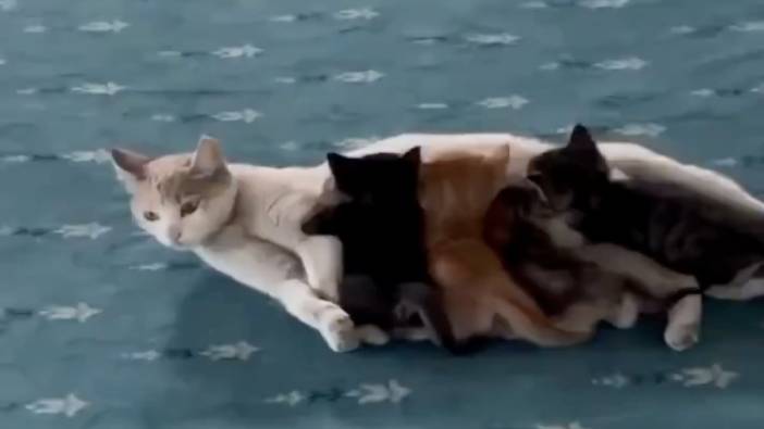 Camiye sığınıp yavrularını emziren anne kedinin videosu yürekleri ısıttı