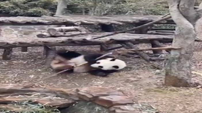 Sinirden ne yapacağını bilmeyen panda kırdı geçirdi!