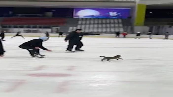 Buz pistine giren kedi ortalığı birbirine kattı