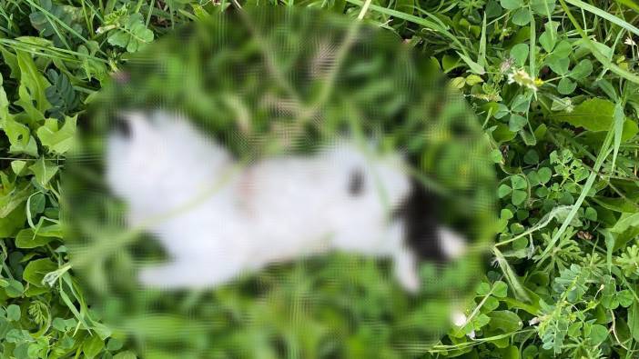 Bursa'da yavru kedi katliamı