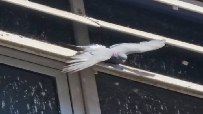 Hastane penceresinde mahsur kalan güvercini itfaiye kurtardı