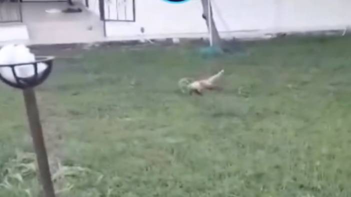 Dikili'de evcilleşen tilki sitenin bahçesinde kedilerle oynamaya başladı