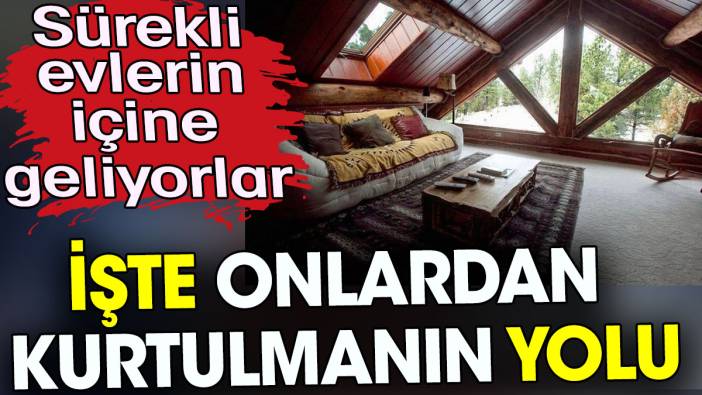 Sürekli evlerin içine geliyorlar. İşte onlardan kurtulmanın yolu