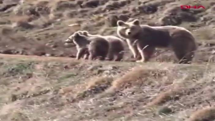 Yiyecek arayan ayı ailesi kameraya yansıdı
