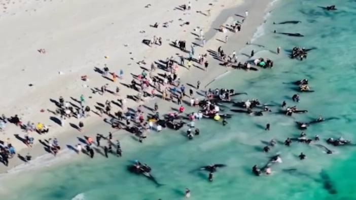 Avusturalya’da 160 pilot balina kıyıya vurdu