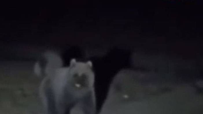 Tokat’ta ayılar kış uykusundan uyandı. Yiyecek arayan ayıların görüntüsü kameralara yansıdı