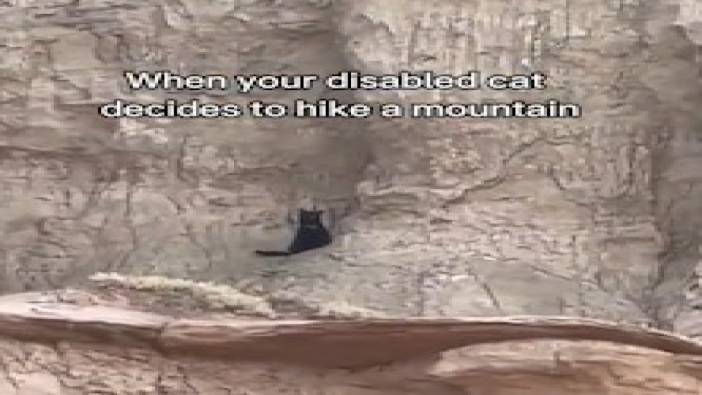 Engelli kedinin kanyona tırmanma macerası