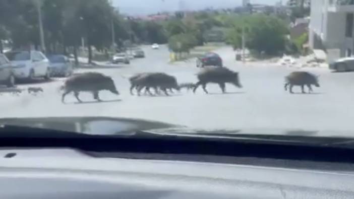 İzmir'de trafikte sürü halinde gezen domuzlar şaşkınlık yarattı