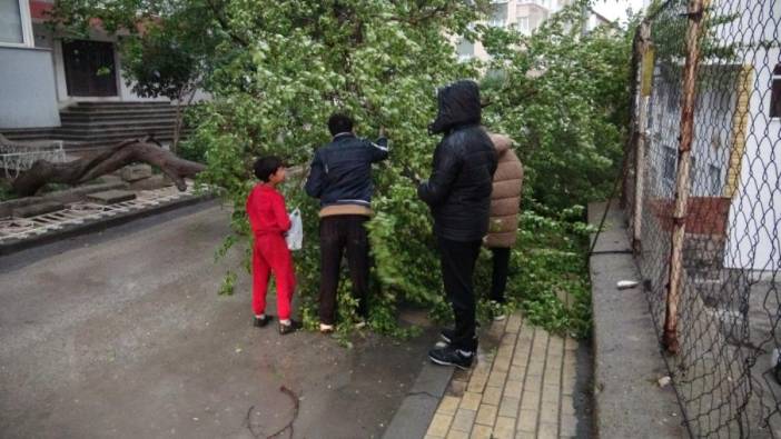 Yozgat’ta kayısı ağacı şiddetli rüzgarda devrildi, çağlaları kapışıldı