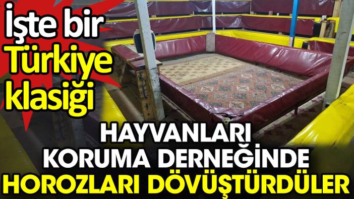 Hayvanları koruma derneğinde horozları dövüştürdüler. İşte bir Türkiye klasiği