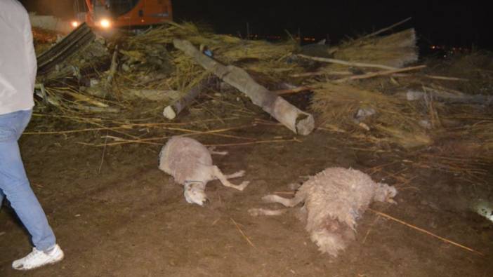 Aksaray'da ahır çöktü 50 küçükbaş hayvan öldü