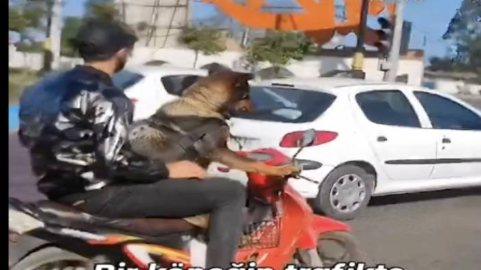 Trafikte motor kullandırılan köpeğin videosu tartışmalara yol açtı