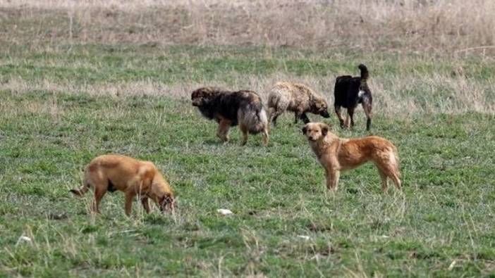 Sahipsiz köpekleri site dışına çıkaranlara verilen ceza iptal edildi