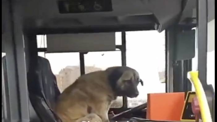 Otobüste şoför koltuğuna oturan köpek görenleri güldürdü
