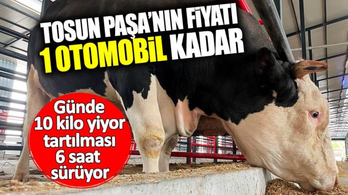 Tosun Paşa’nın fiyatı 1 otomobil kadar! Günde 10 kilo yiyor tartılması 6 saat sürüyor