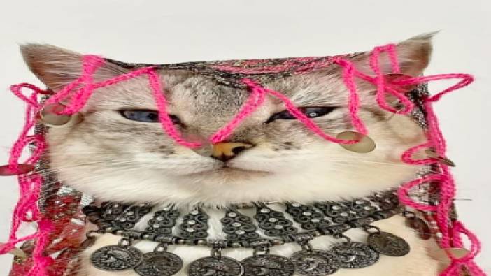 Makyaj trendini gerçekleştiren kedi sosyal medyayı salladı!