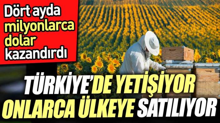 Türkiye'de yetişiyor onlarca ülkeye satılıyor. Dört ayda milyonlarca dolar kazandırdı