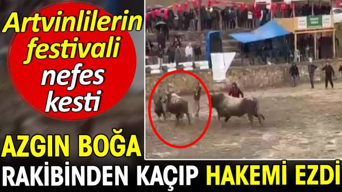 Azgın boğa rakibinden kaçıp hakemi ezdi