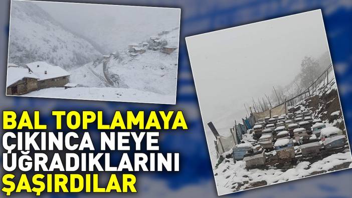 Rizeliler bal toplamaya çıkınca neye uğradıklarını şaşırdılar