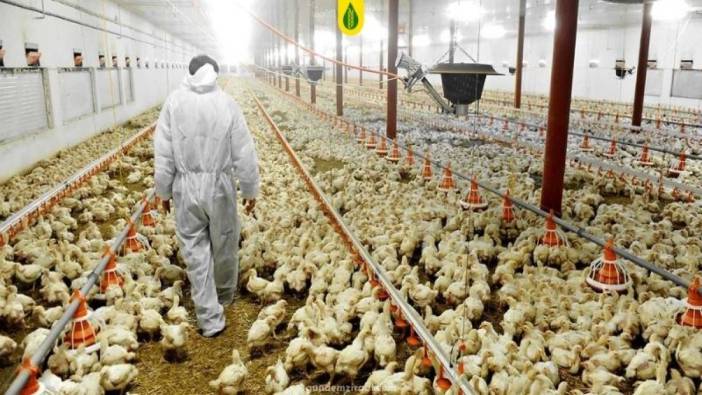 Hem tavuk eti üretimi hem de tavuk yumurtası üretimi martta arttı