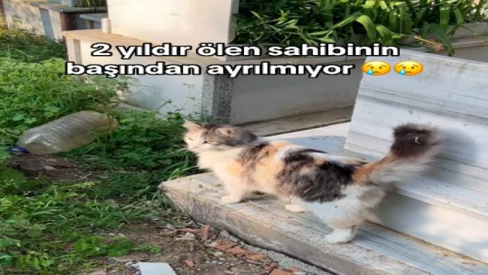 Sahibinin mezarının başından ayrılmayan kedi yürekleri dağladı