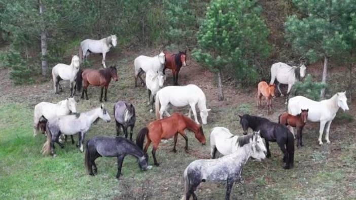 Yaban atı ailesi kameraya yansıdı