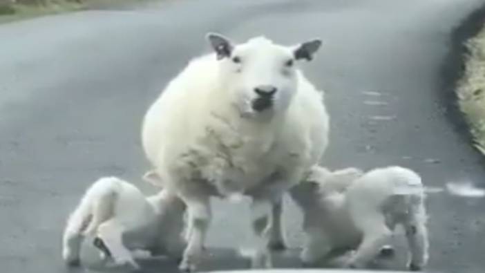 Yavrularını emziren koyunu ürkütmemek için yaptığıyla takdir topladı