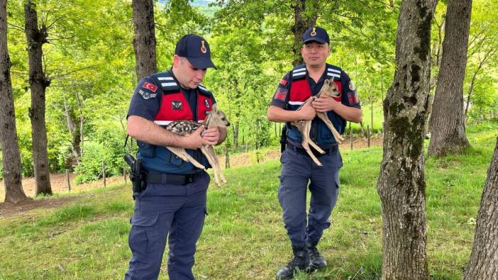 Jandarmanın bitkin halde bulduğu yavru karacalar tedaviye alındı