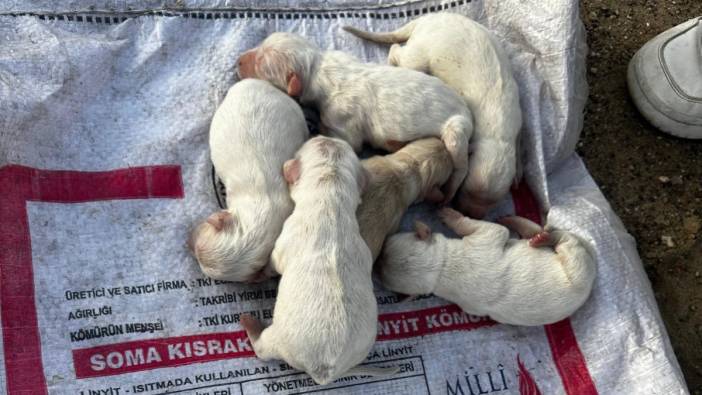 Çöpe atılan çuvalın içinde 6 köpek yavrusu çıktı