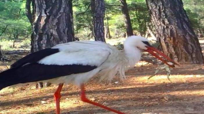 Leylek yakaladığı kurbağayı önce yıkadı sonra afiyetle yedi