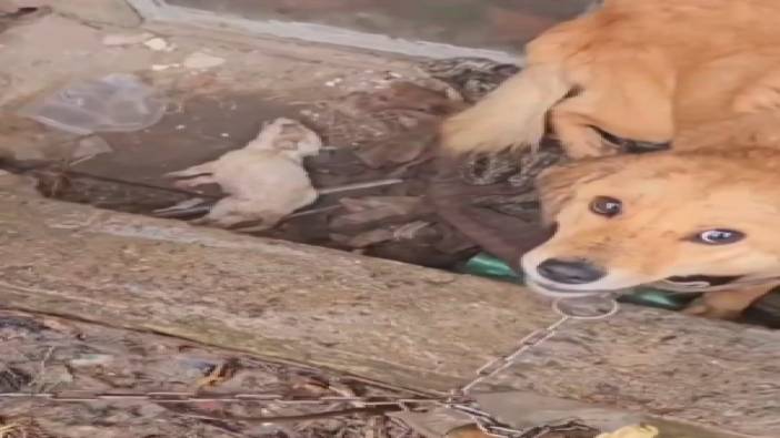 Yavruları ölen anne köpeği ve sağ kalan tek yavrusunu sahiplendi