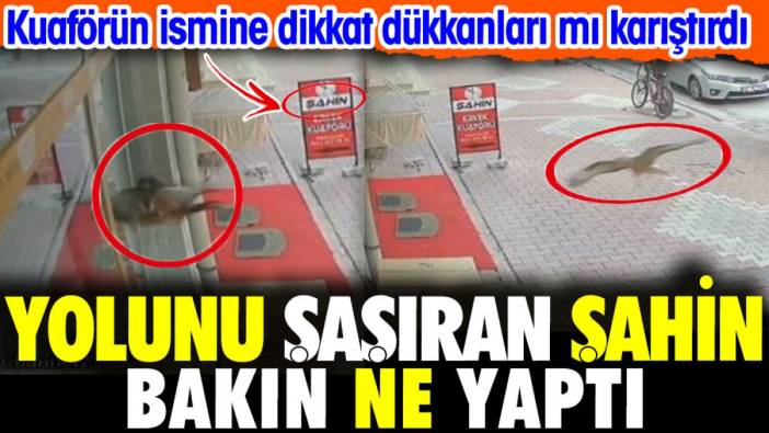 Yolunu şaşıran şahin bakın ne yaptı. Kuaförün ismine dikkat dükkanları mı karştırdı?