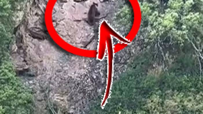 Kayaya tırmanan ayı görüntülendi