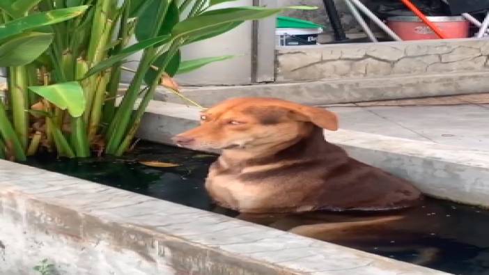Süs havuzunda serinlemek isteyen köpeğin bakışları güldürdü