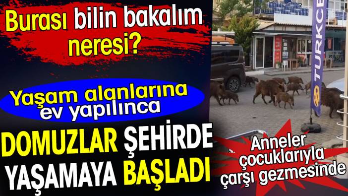 Burası bilin bakalım neresi? Domuzlar şehirde yaşamaya başladı