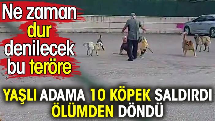 Yaşlı adama 10 köpek saldırdı ölümden döndü. Ne zaman dur denilecek bu teröre