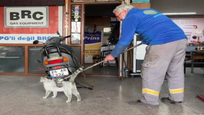 Oto tamircisinin sevimli maskotu 'Paşa' fırçalanma keyfiyle gündem oldu