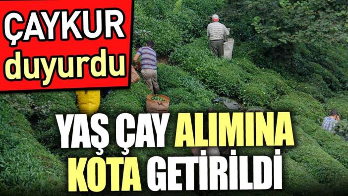 Yaş çay alımına kota getirildi