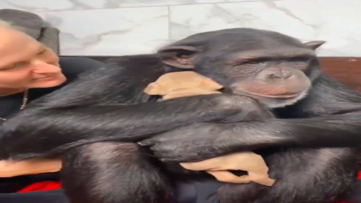 İlk defa yavru köpek gören şempanzenin tepkisi yürekleri ısıttı