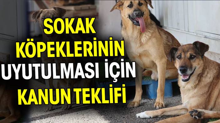 Sokak köpeklerinin uyutulması için kanun teklifi