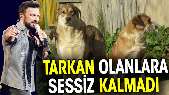 Tarkan'dan sokak köpeklerine destek