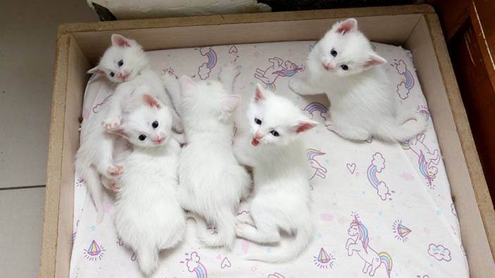 Koruma altındaki  Van kedilerinden 70 yavru