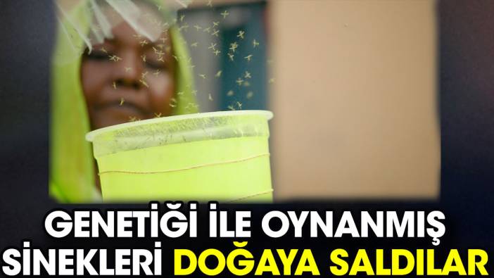 Genetiği ile oynanmış sinekleri doğaya saldılar