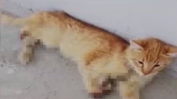 Kayseri’de 3 ayağı kesilmiş halde bulunan kedi öldü