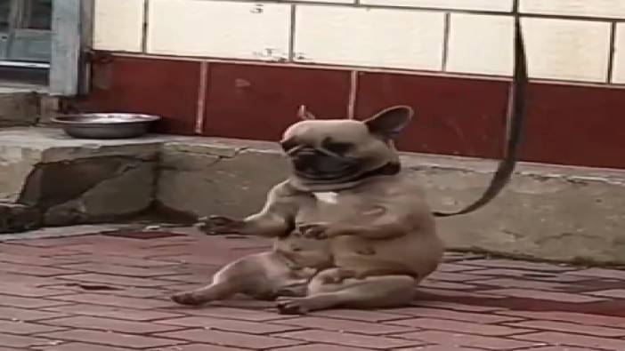 Oturduğu yerden dans eden köpek sosyal medyayı salladı!
