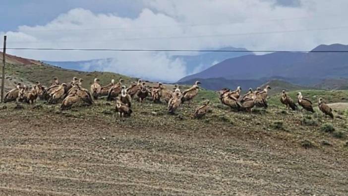 Kars-Iğdır karayolunda akbaba sürüsü görüntülendi