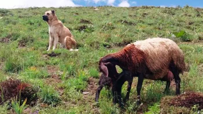 Kayıp çoban köpeği doğum yapan koyunun yanında bulundu