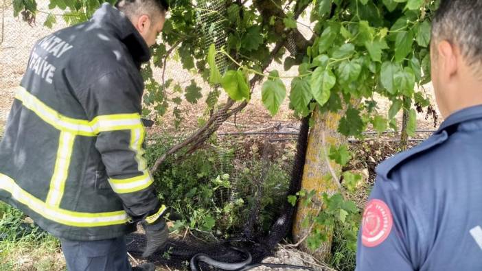 Hatay’da ağlarda mahsur kalan yılanı itfaiye ekipleri kurtardı