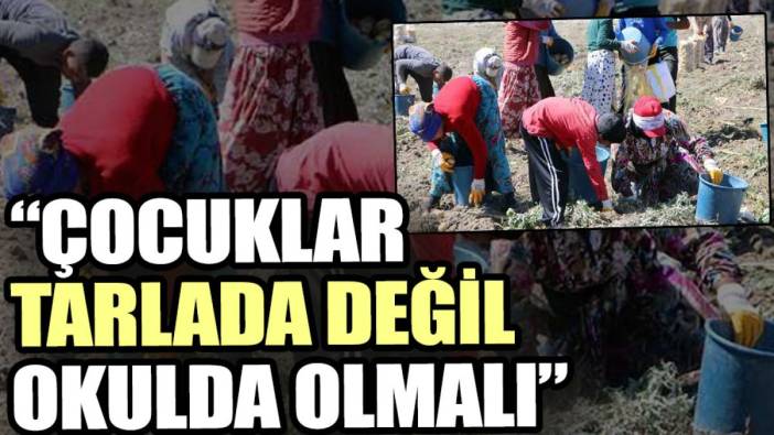 Çocuklar tarlada değil, okulda olmalı